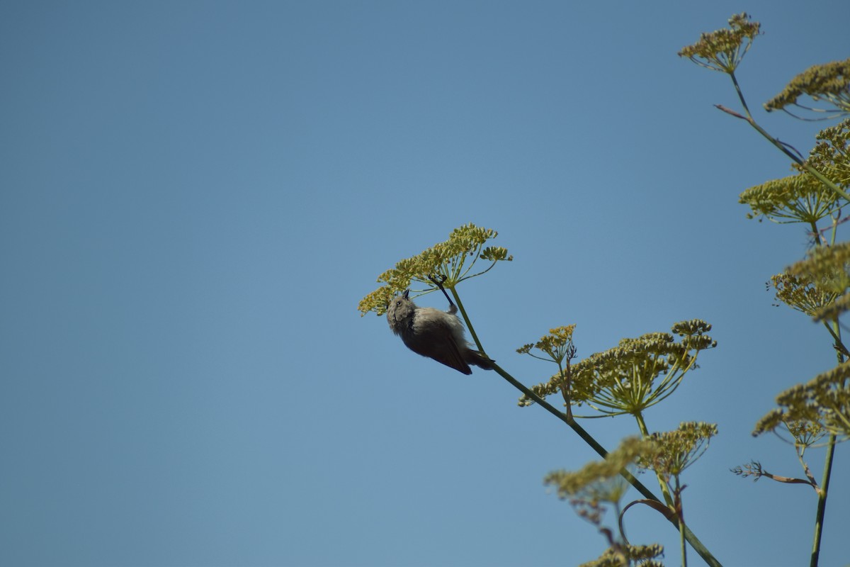 Bushtit - ML643934863