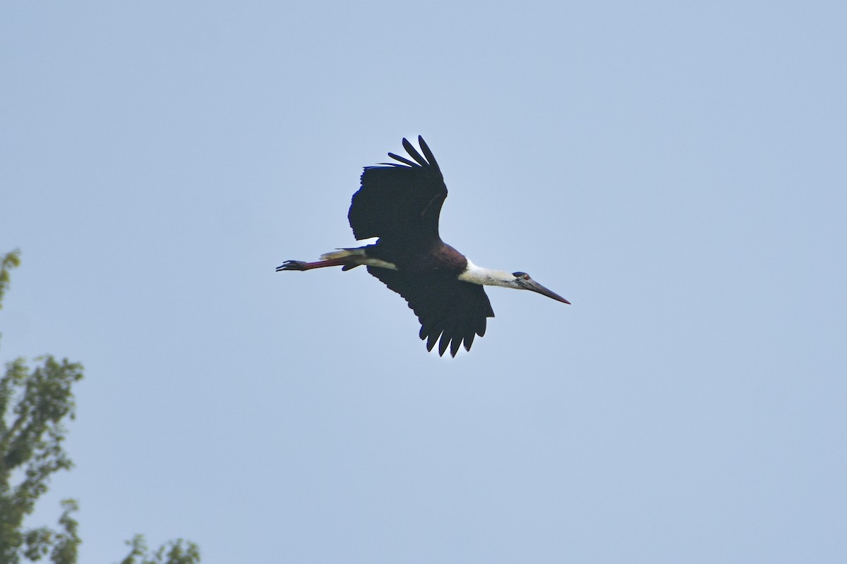 Asian Woolly-necked Stork - ML643934868