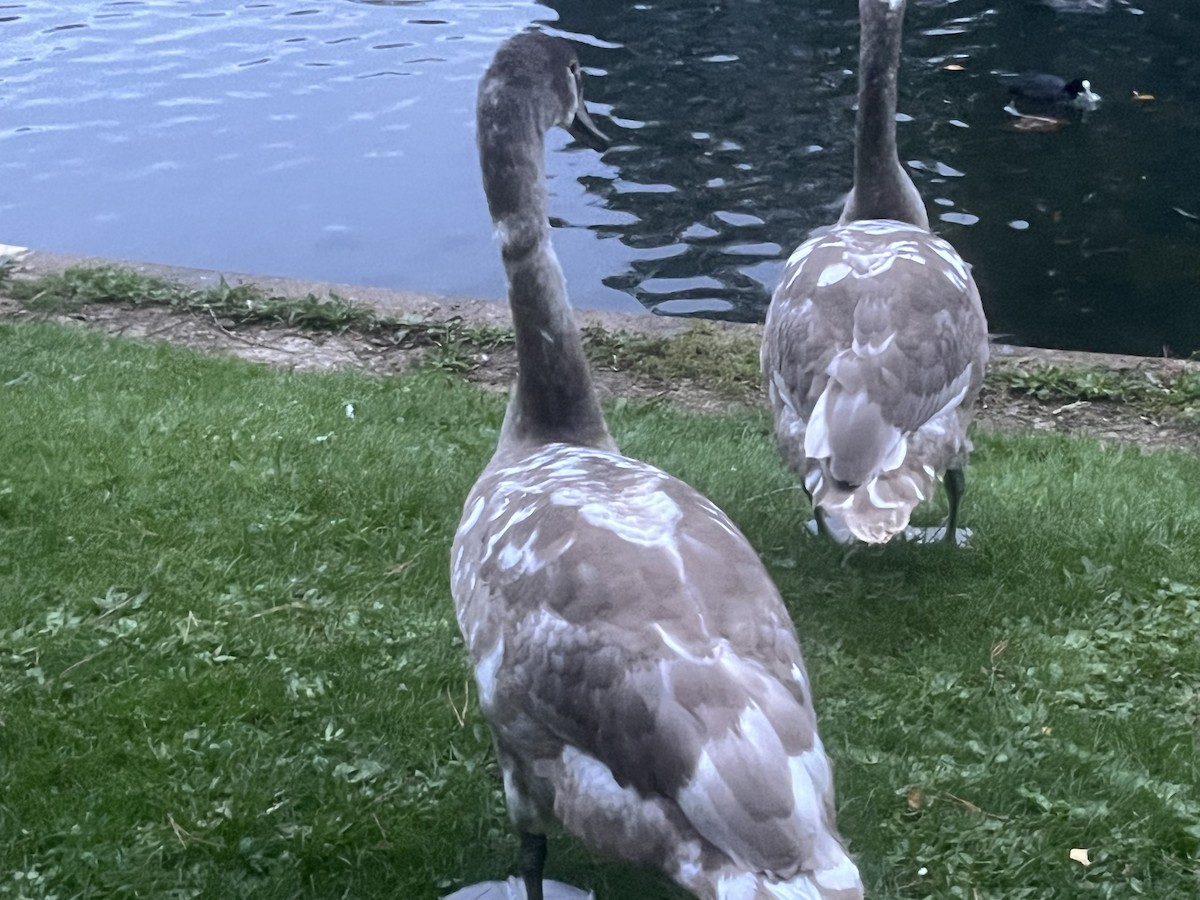 Mute Swan - ML643934870