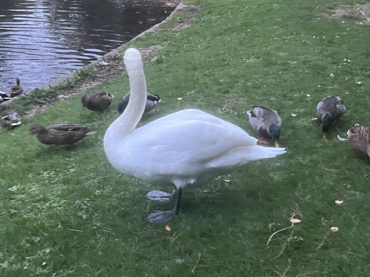 Mute Swan - ML643934874