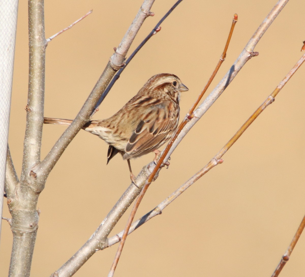 Song Sparrow - ML643934882