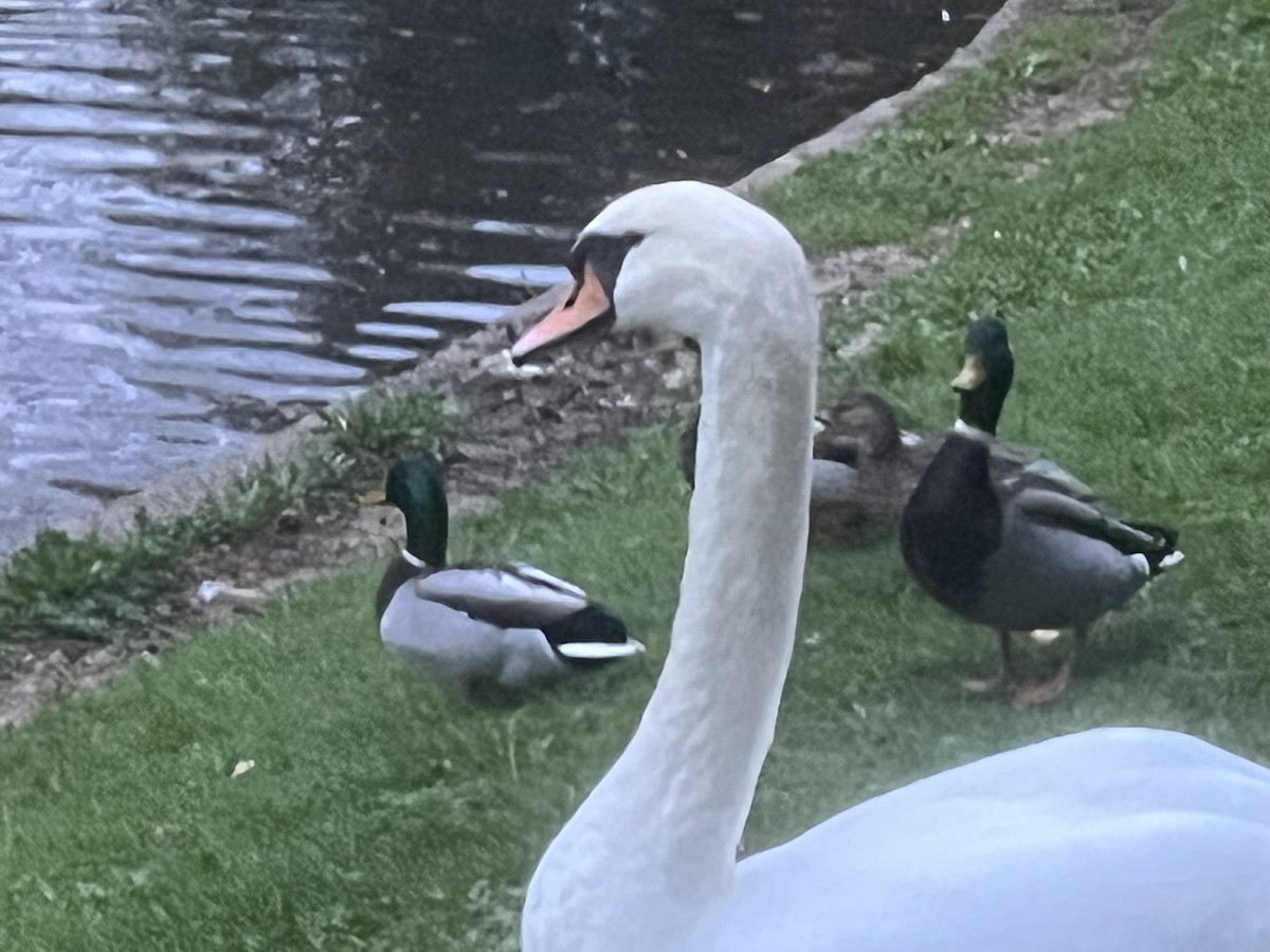 Mute Swan - ML643934885