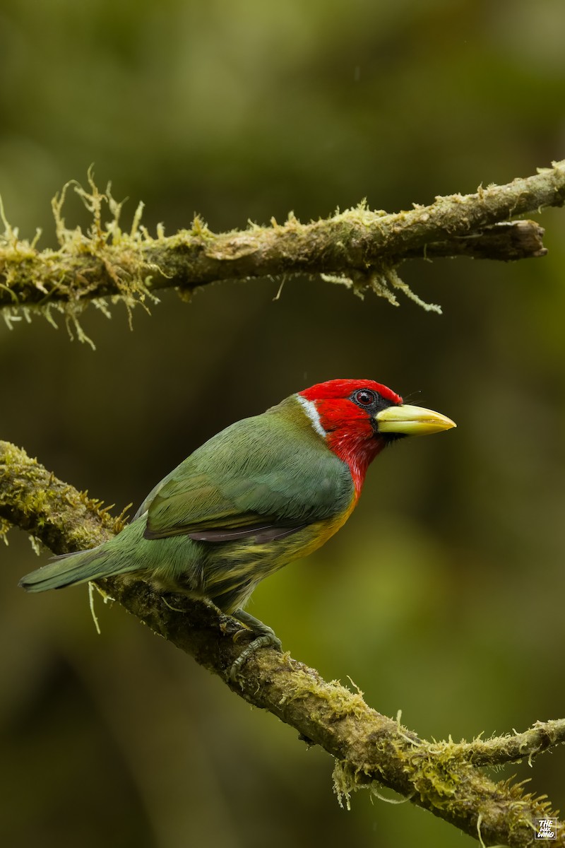 Red-headed Barbet - ML643934888