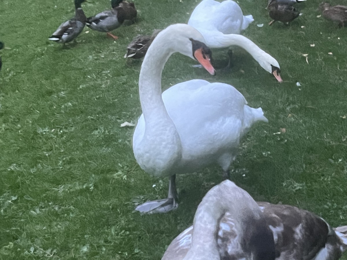 Mute Swan - ML643934898