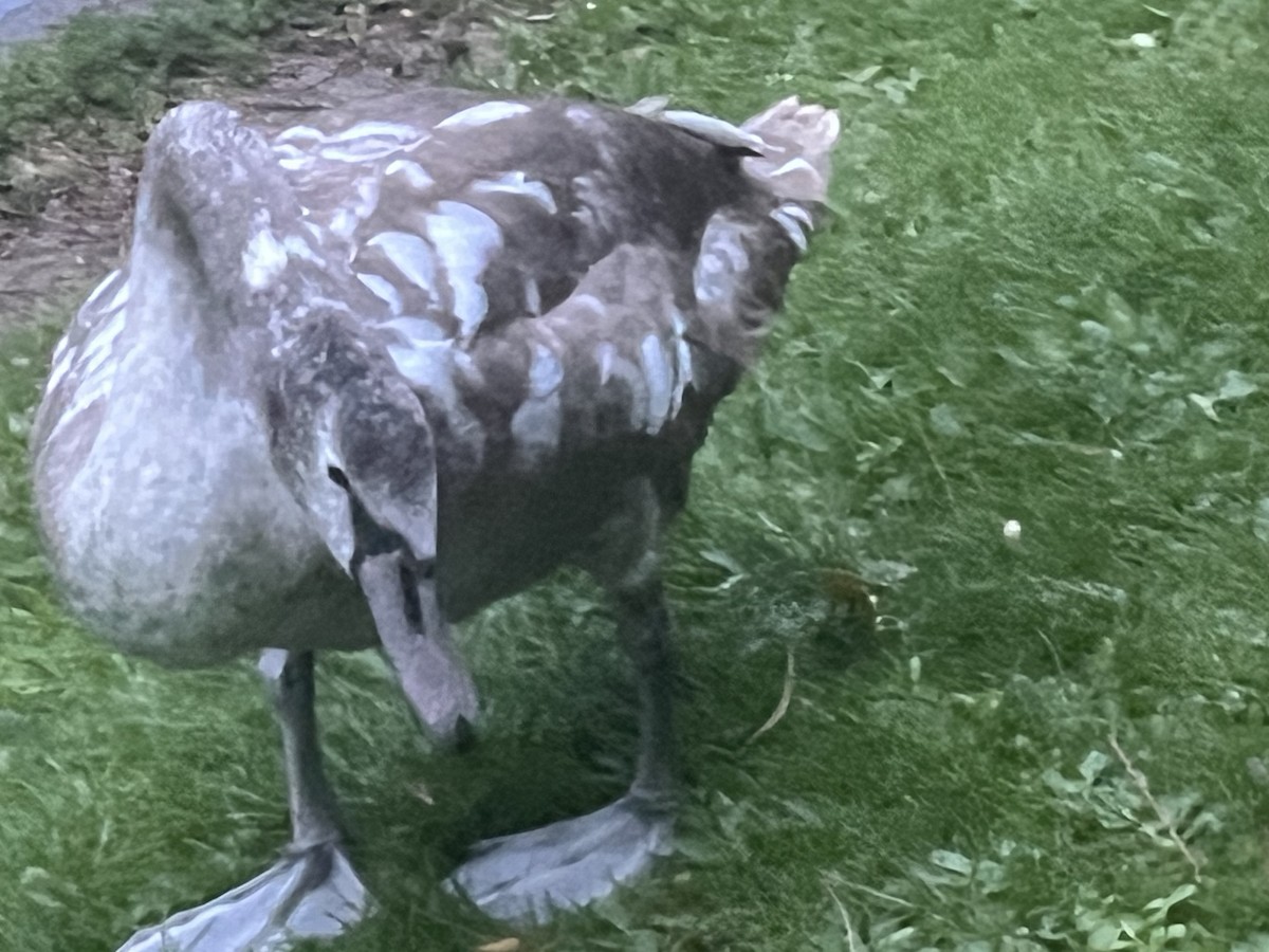 Mute Swan - ML643934904