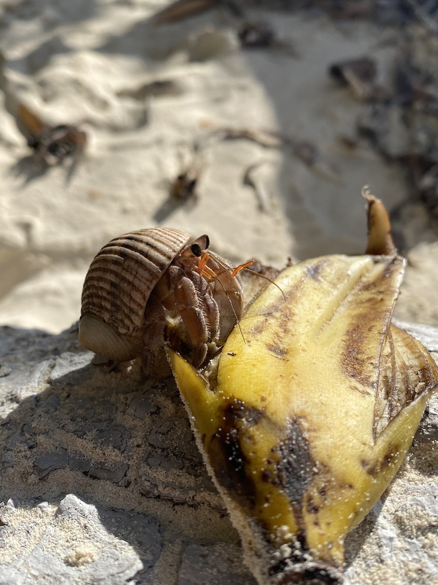 Animals - ML643934911