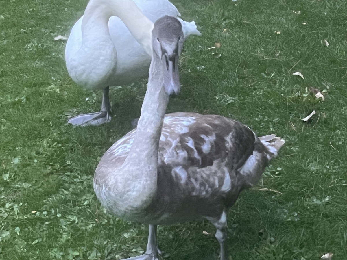 Mute Swan - ML643934915