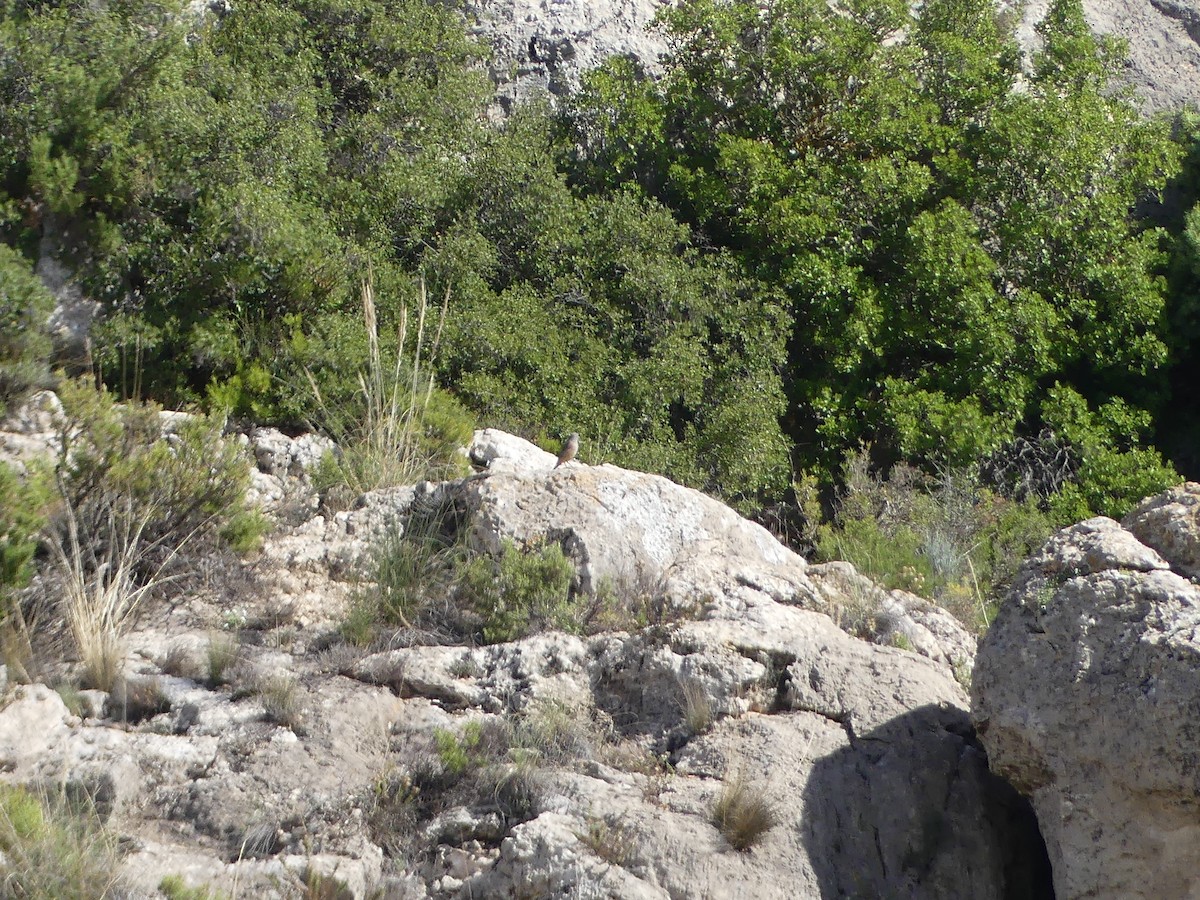 Rufous-tailed Rock-Thrush - ML643934932