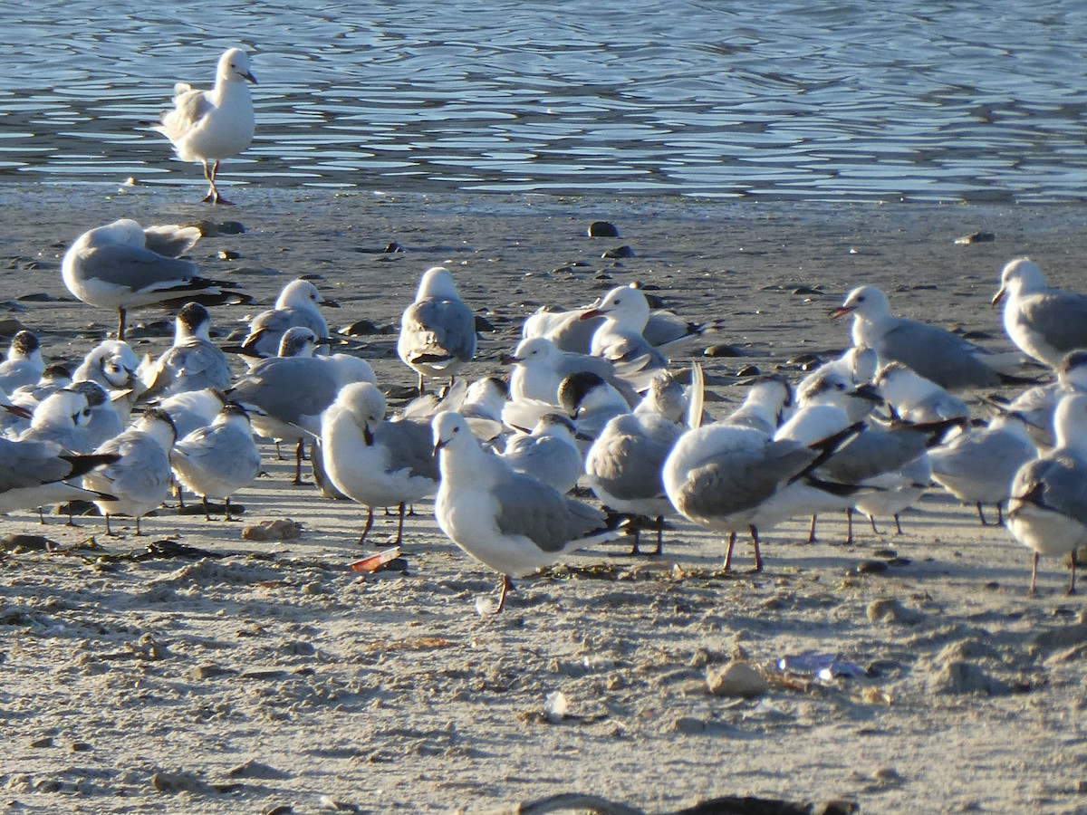 Hartlaub's Gull - ML643934934