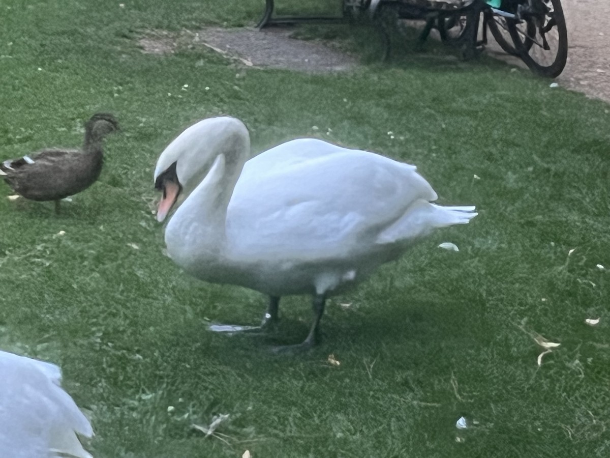 Mute Swan - ML643934939