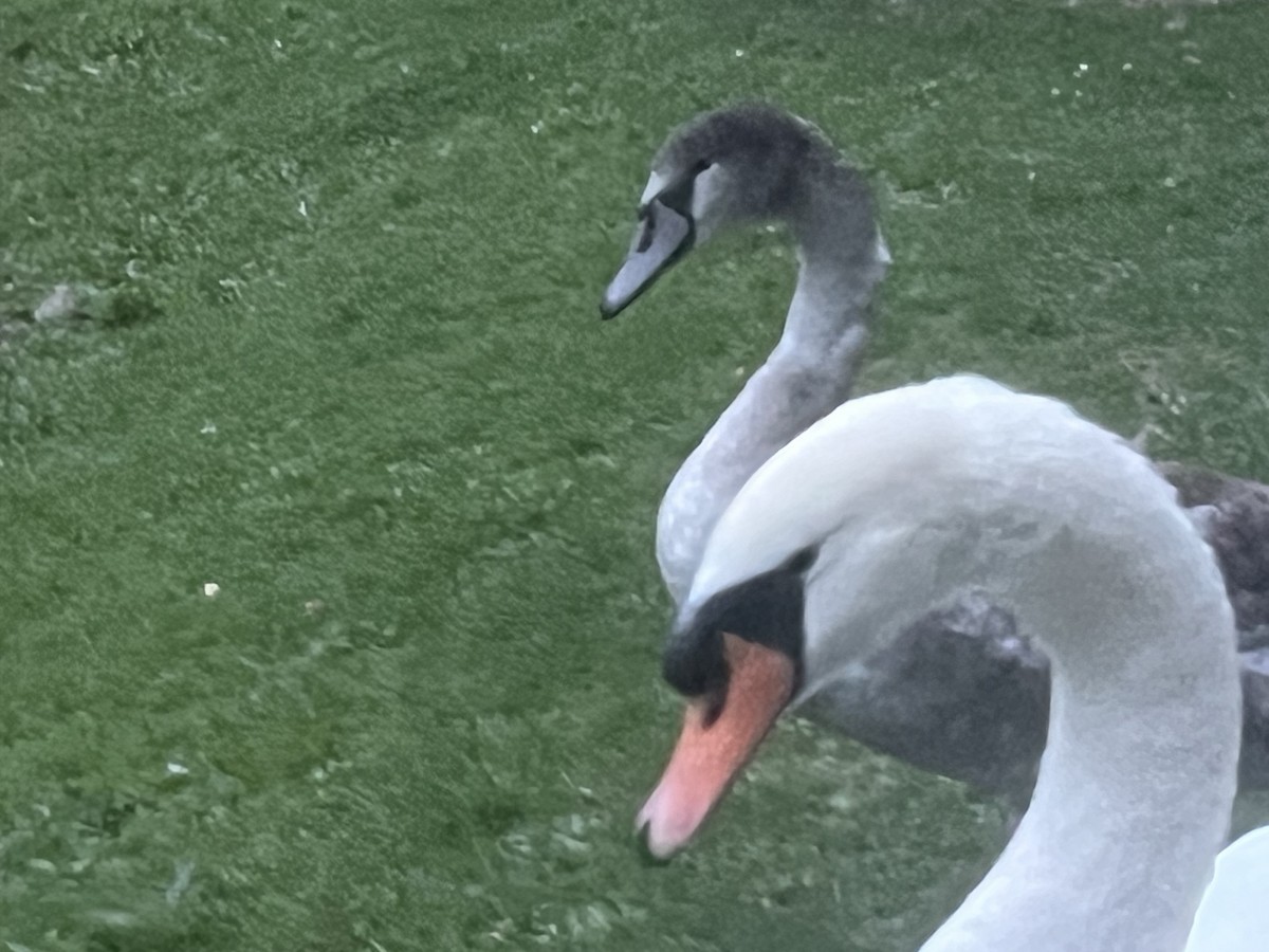 Mute Swan - ML643934948