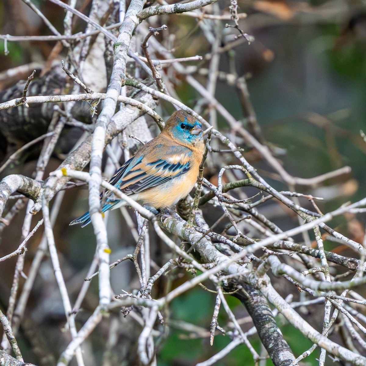 Lazuli Bunting - ML643934951