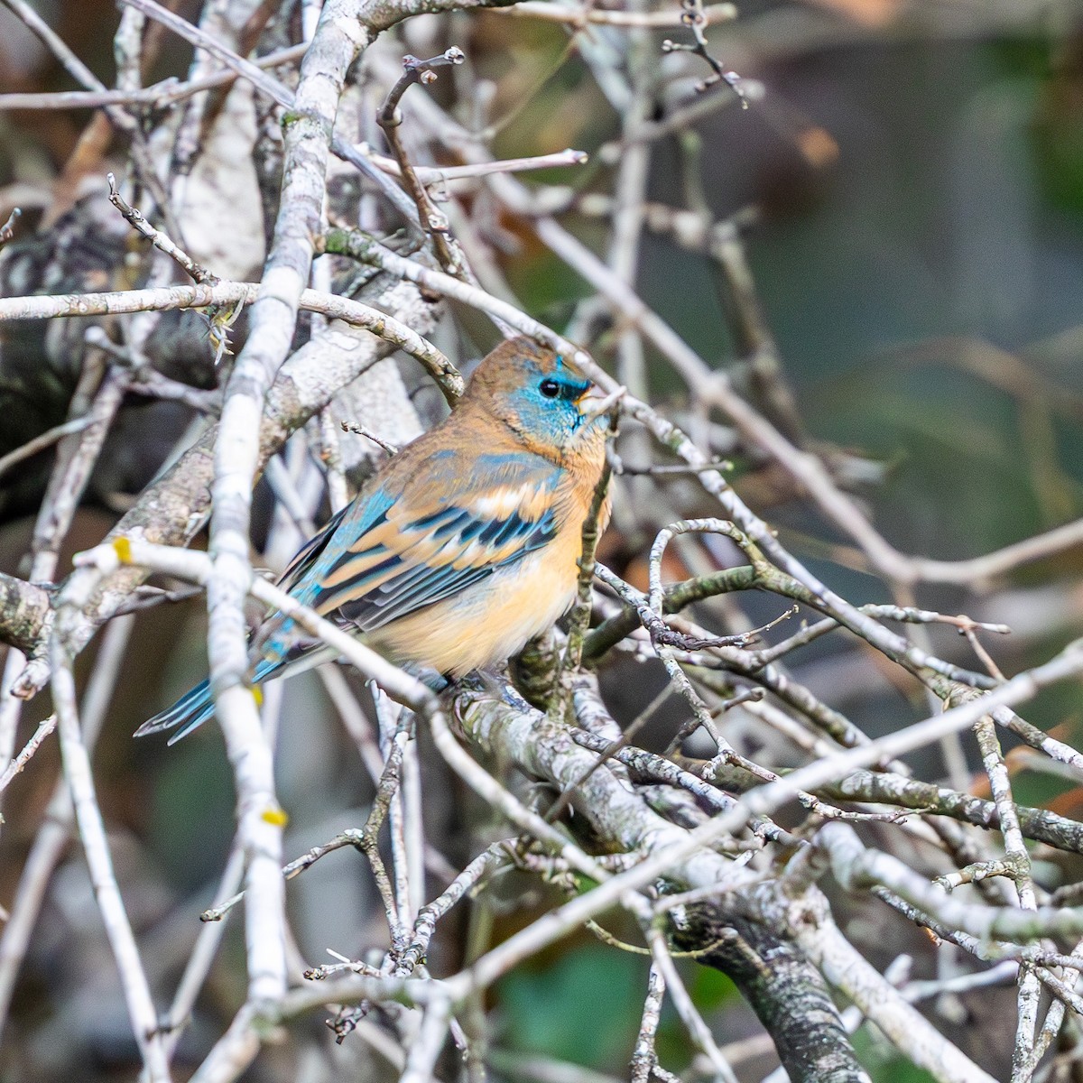 Lazuli Bunting - ML643934952