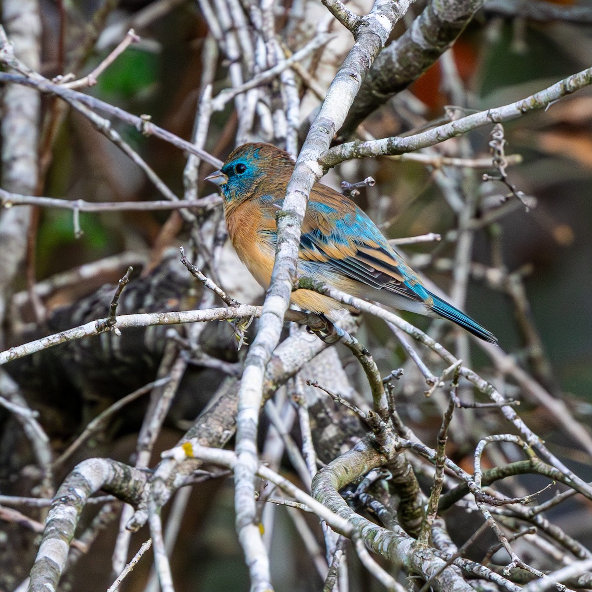 Lazuli Bunting - ML643934953