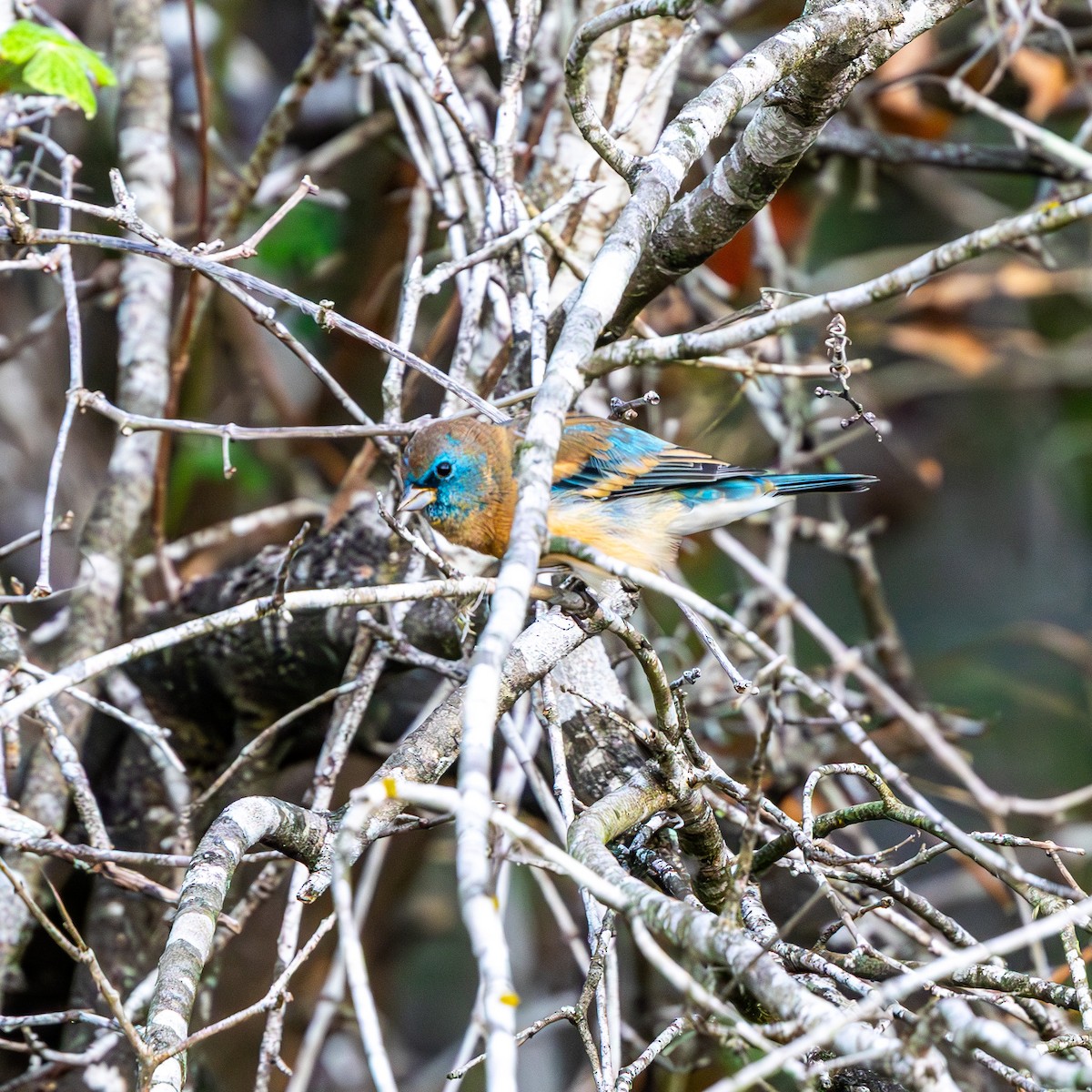 Lazuli Bunting - ML643934954