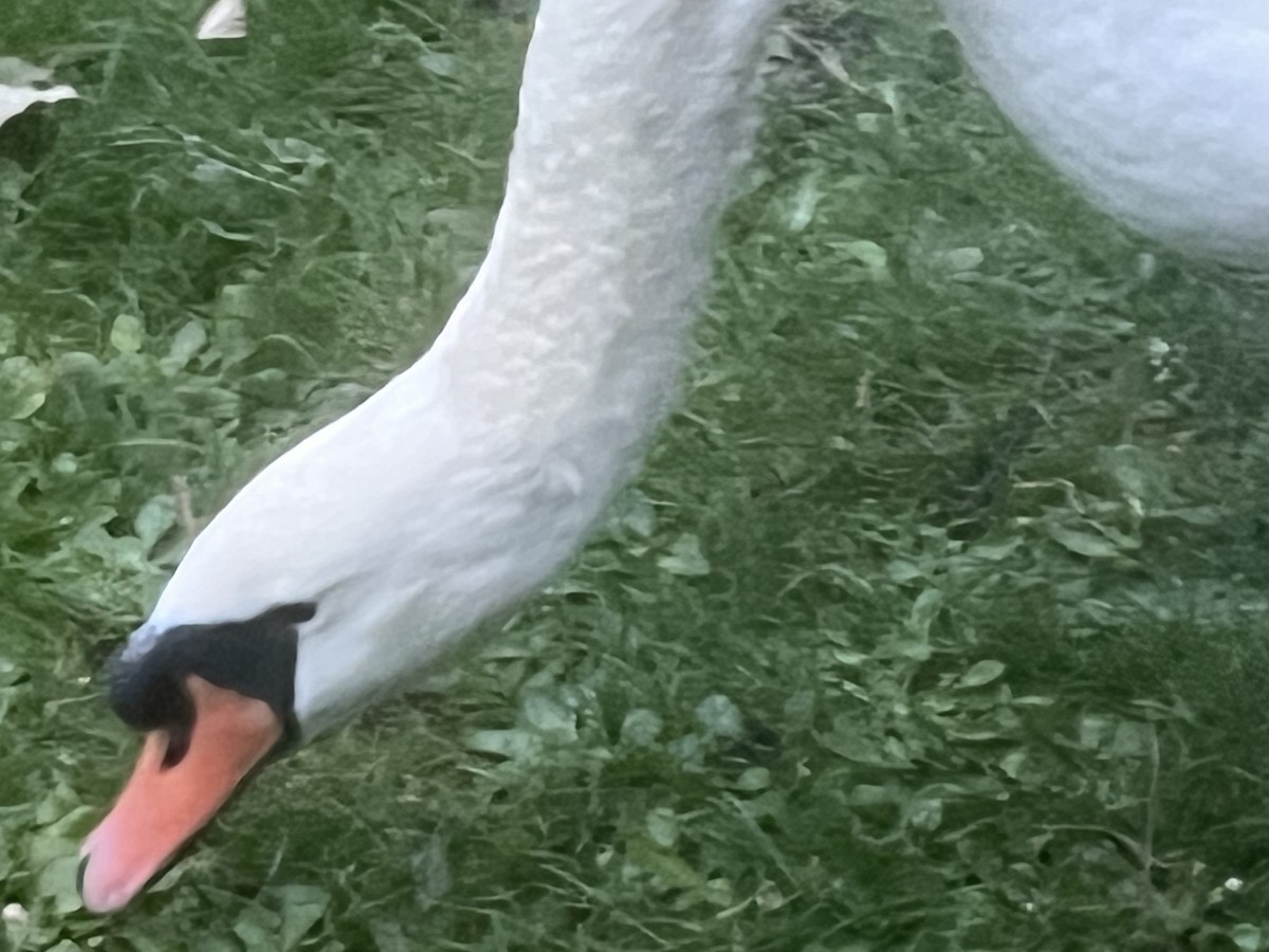 Mute Swan - ML643934964