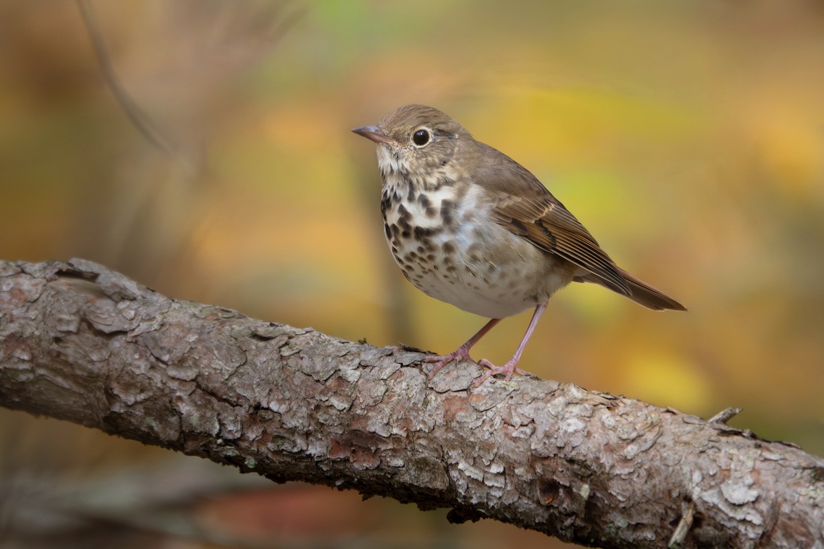 Дрізд-короткодзьоб плямистоволий - ML643934979