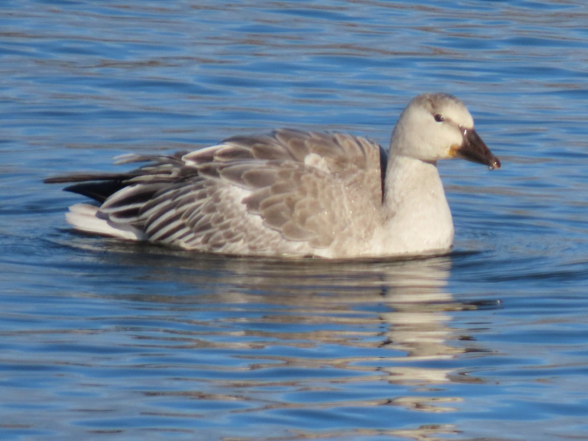 Snow Goose - ML643934981