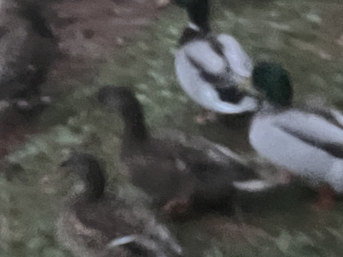 Mallard - ML643935004