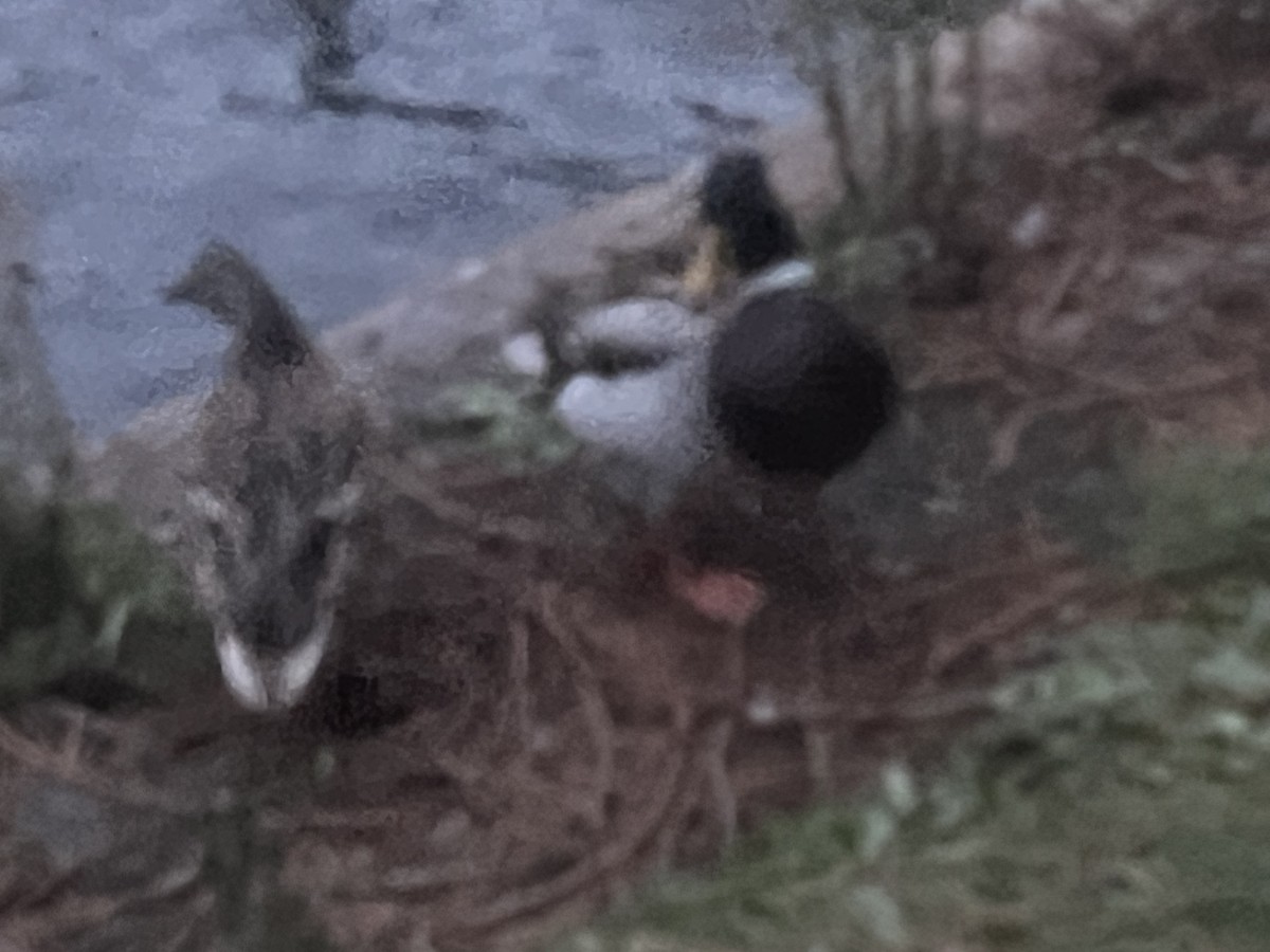 Mallard - ML643935007