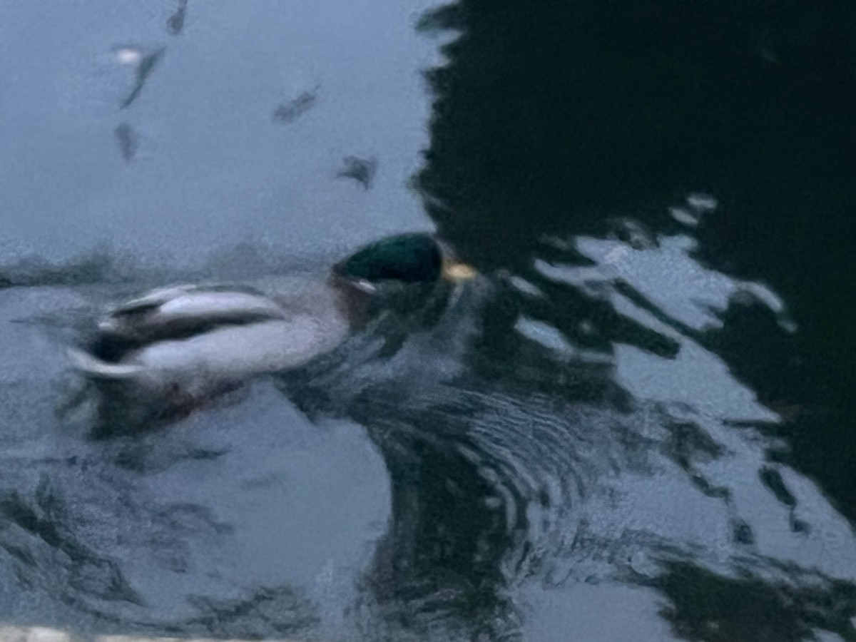 Mallard - ML643935013