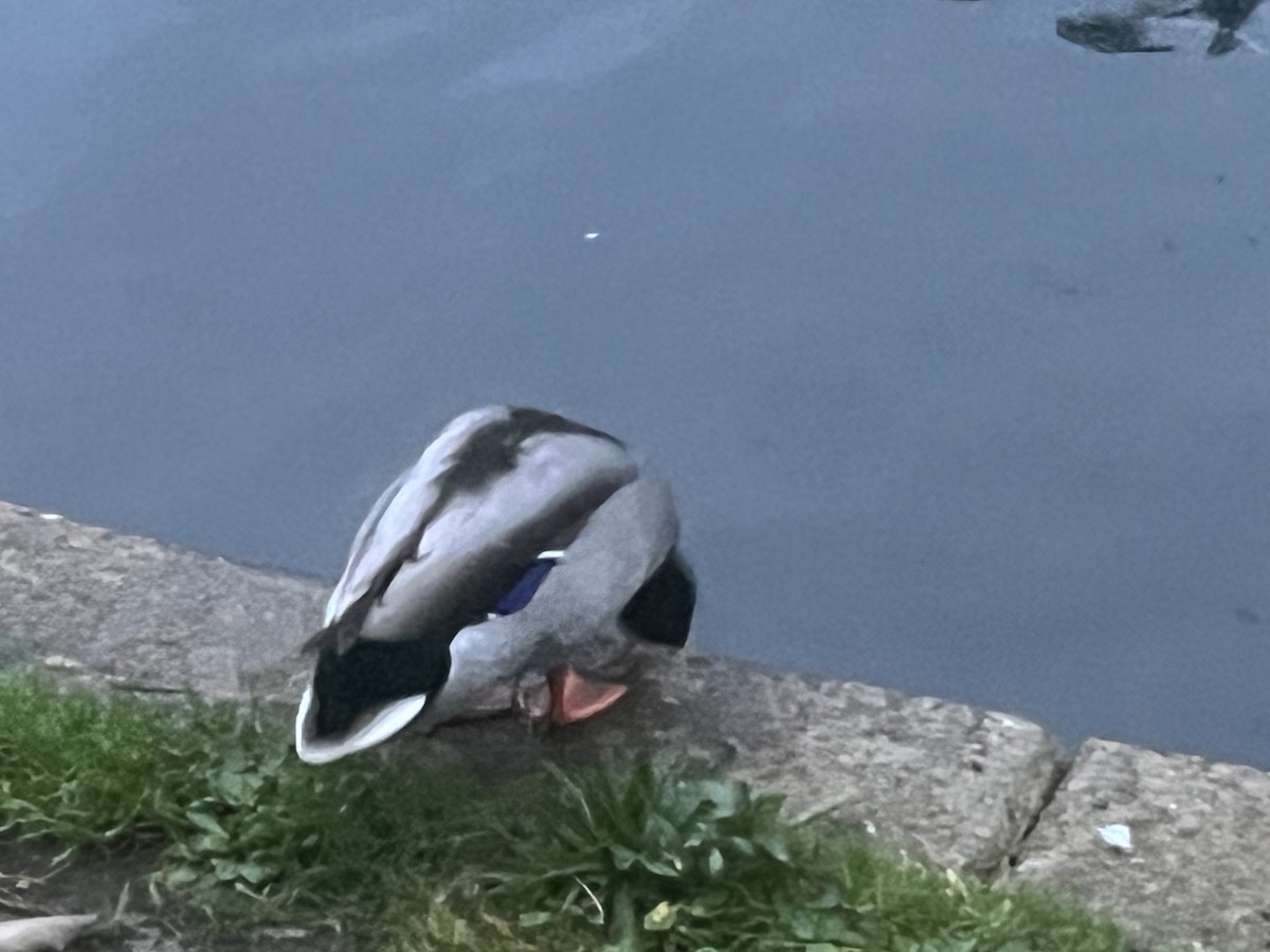 Mallard - ML643935017