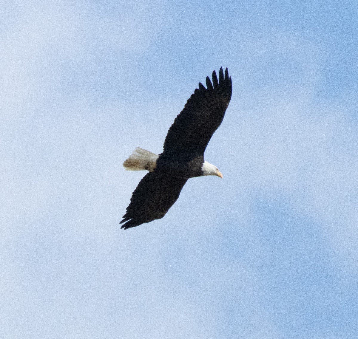 Bald Eagle - ML643935058