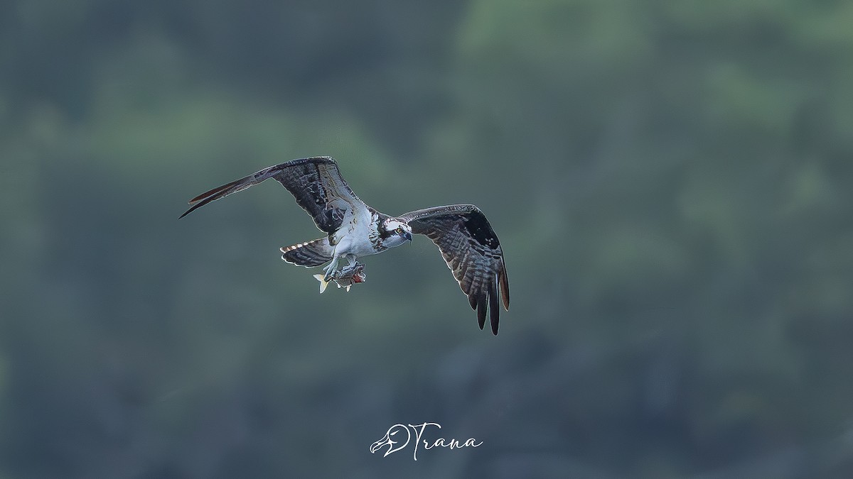 Águila Pescadora - ML643935082