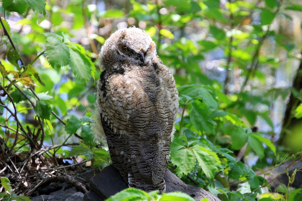 Great Horned Owl - ML643935084