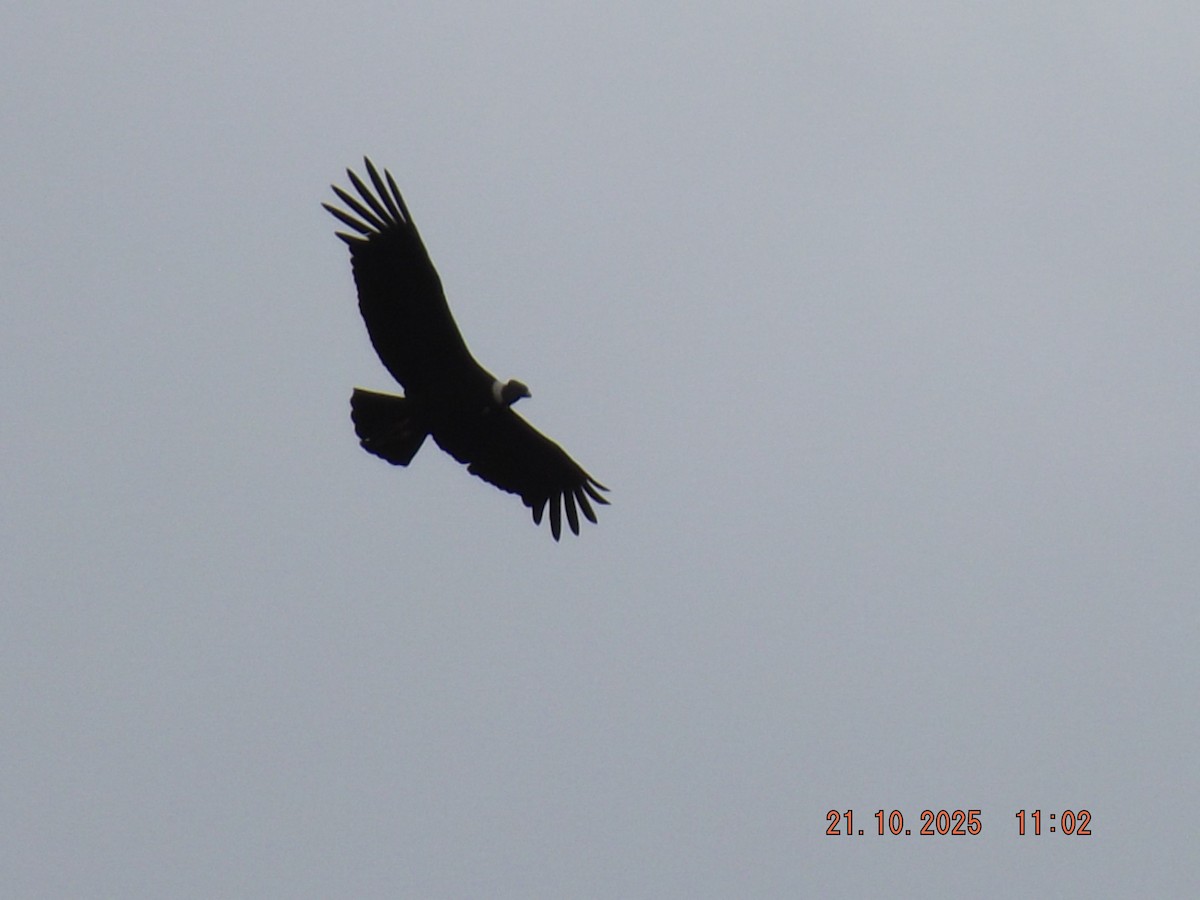 Andean Condor - ML643935096