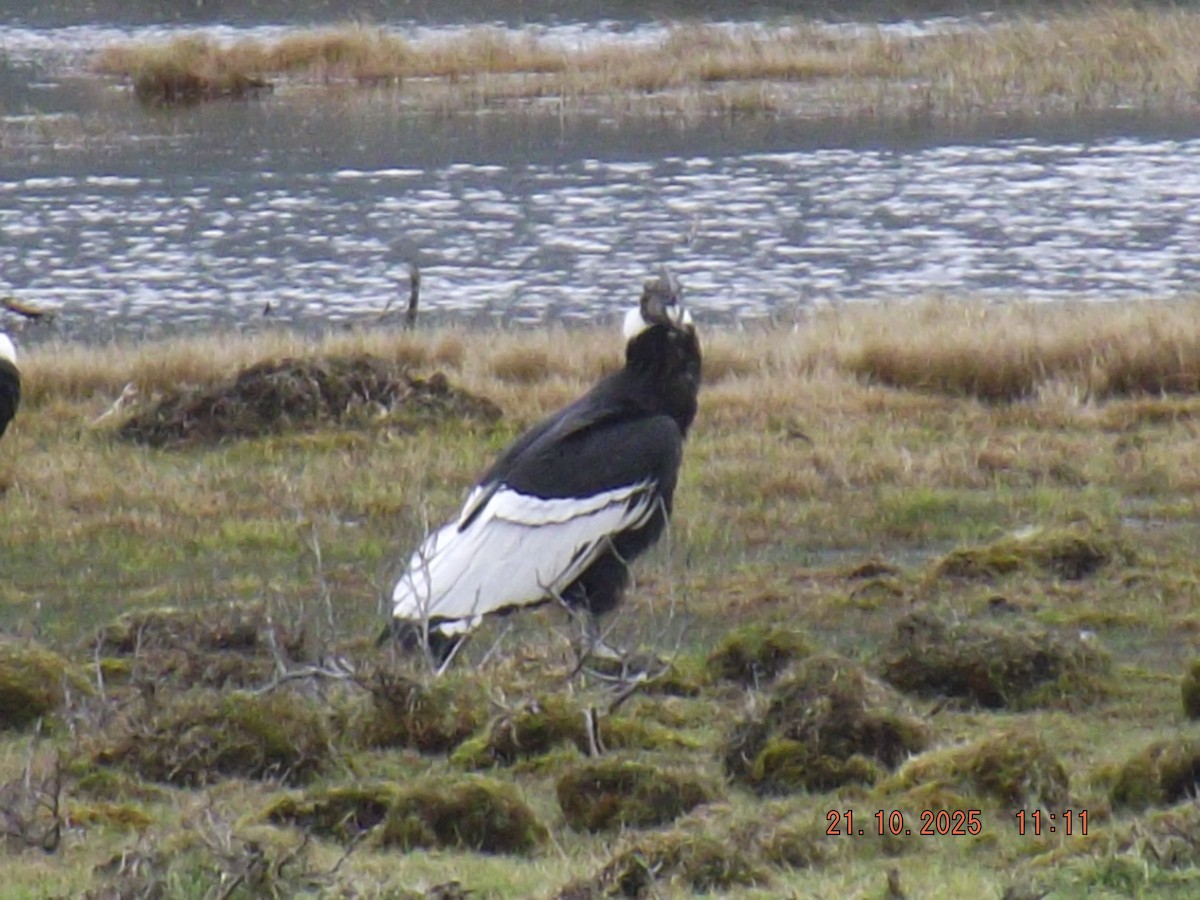 Andean Condor - ML643935097