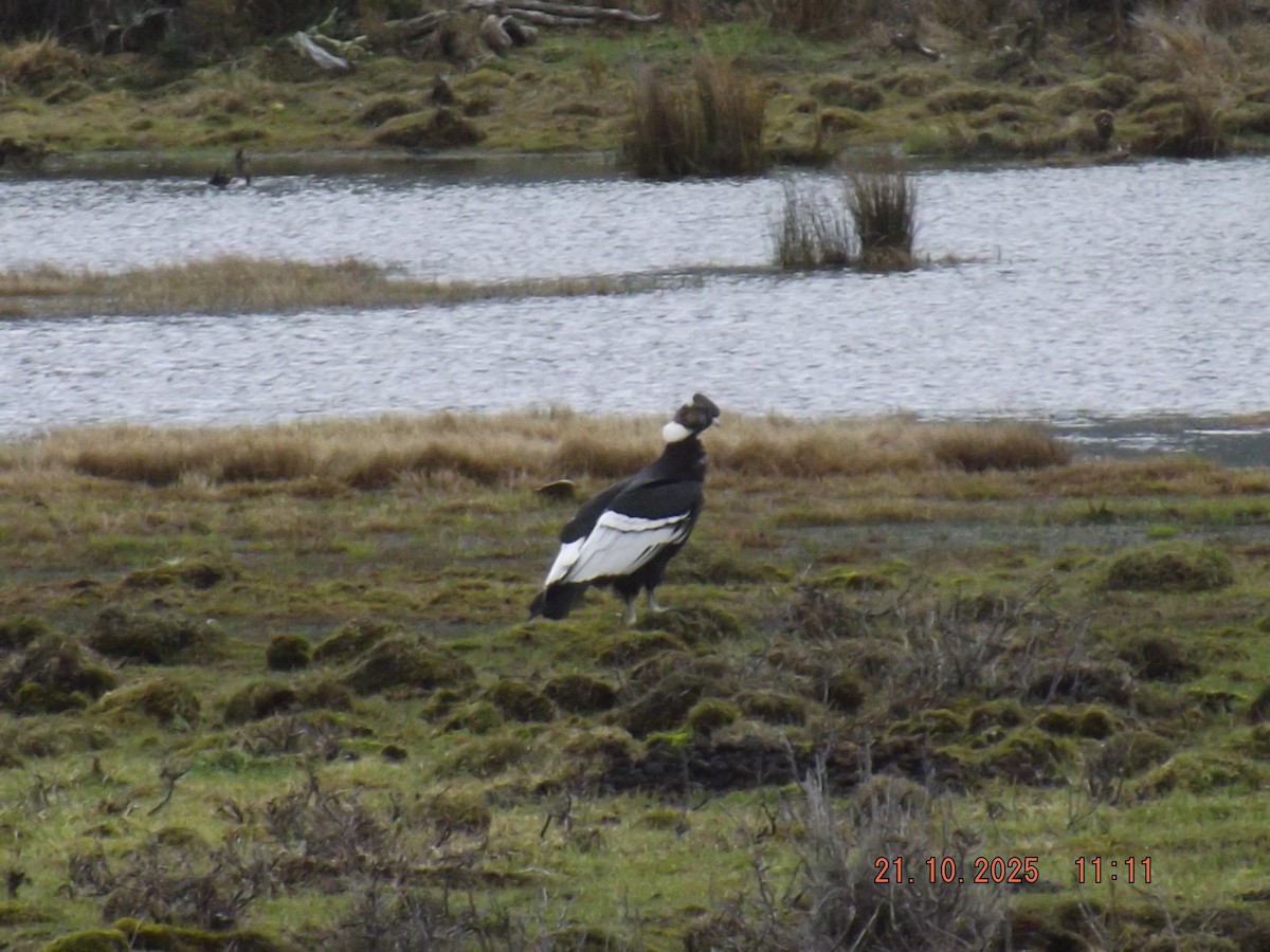 Andean Condor - ML643935098