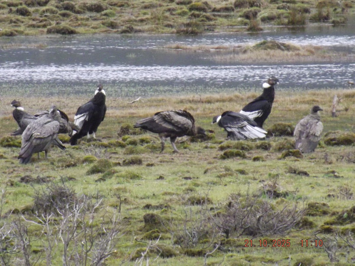 Andean Condor - ML643935099