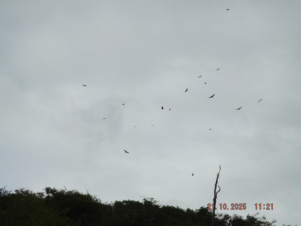 Andean Condor - ML643935100
