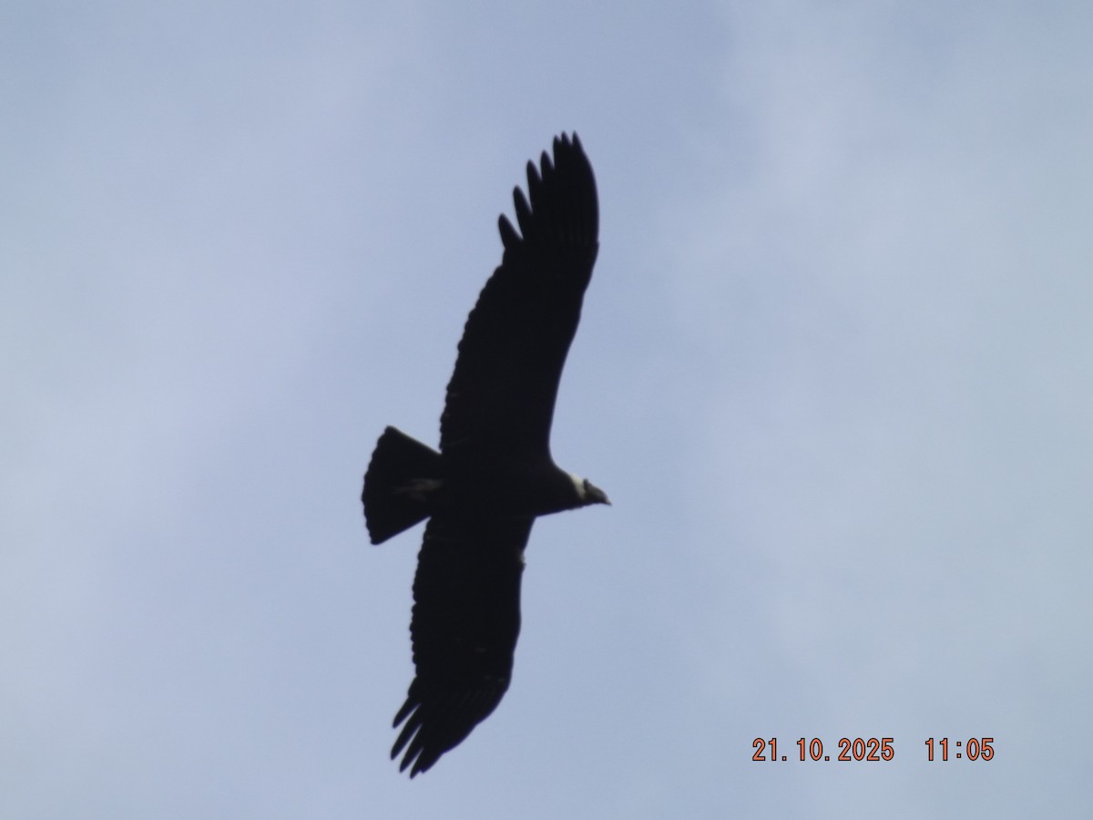 Andean Condor - ML643935101