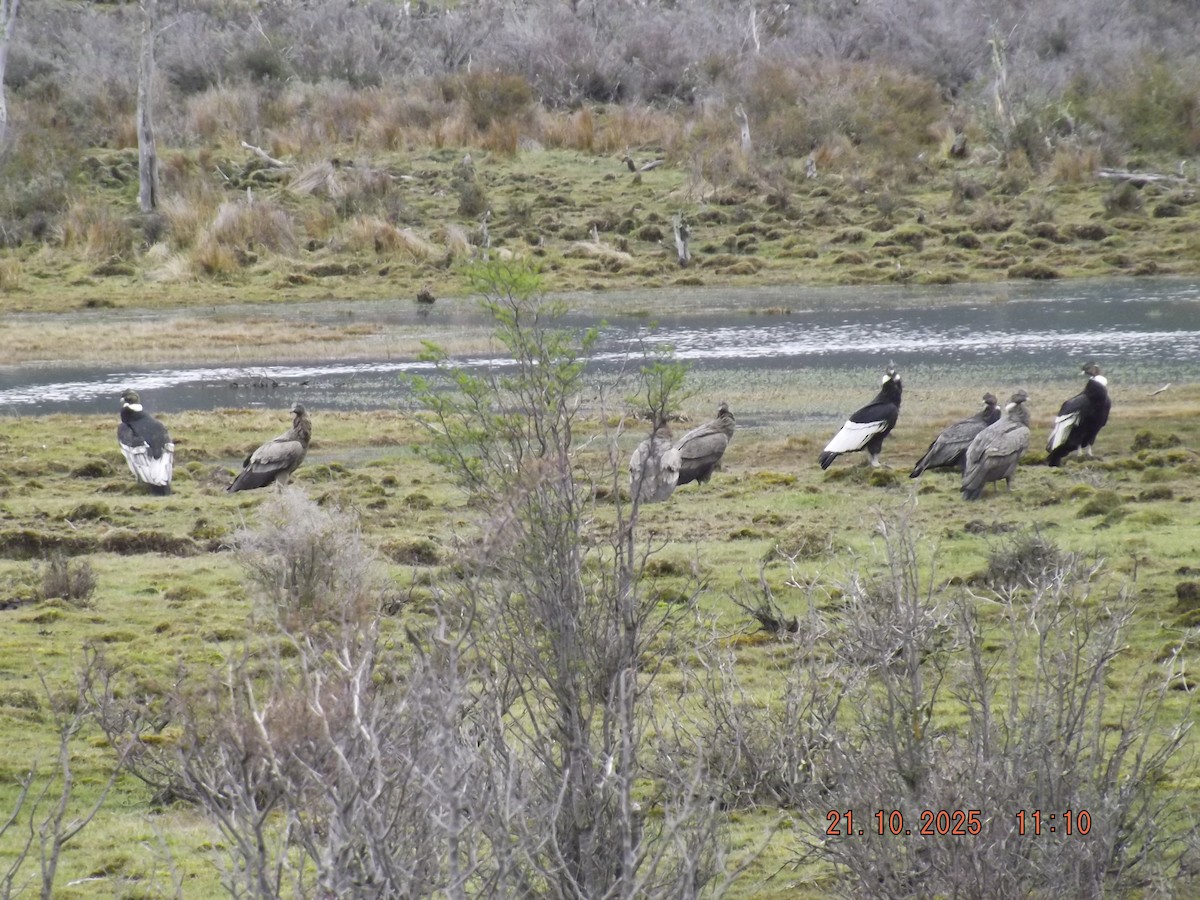 Andean Condor - ML643935102