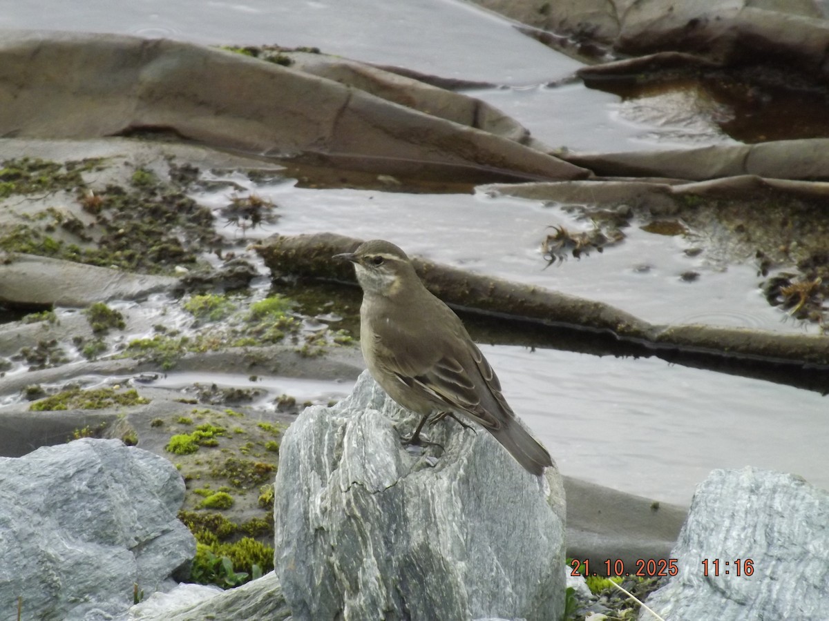 Buff-winged Cinclodes - ML643935120