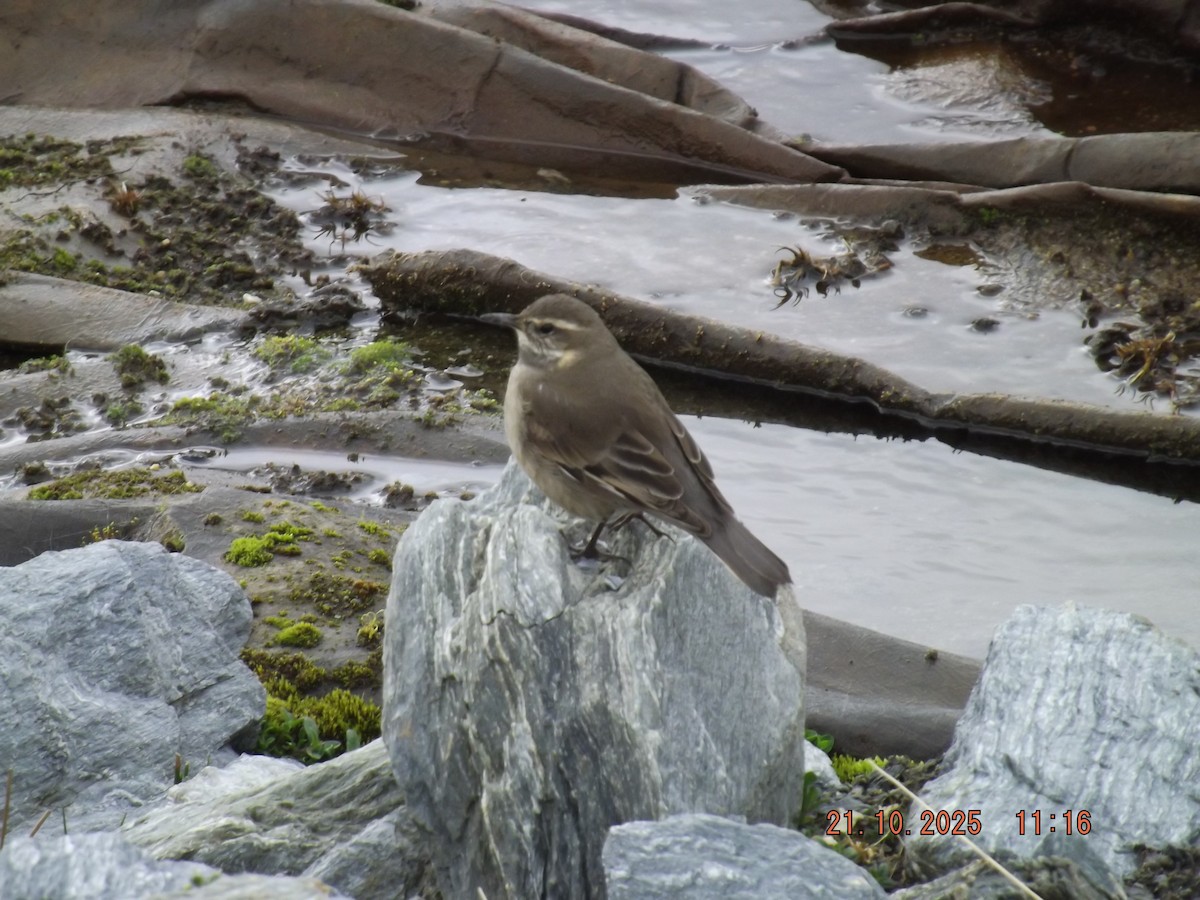 Buff-winged Cinclodes - ML643935121