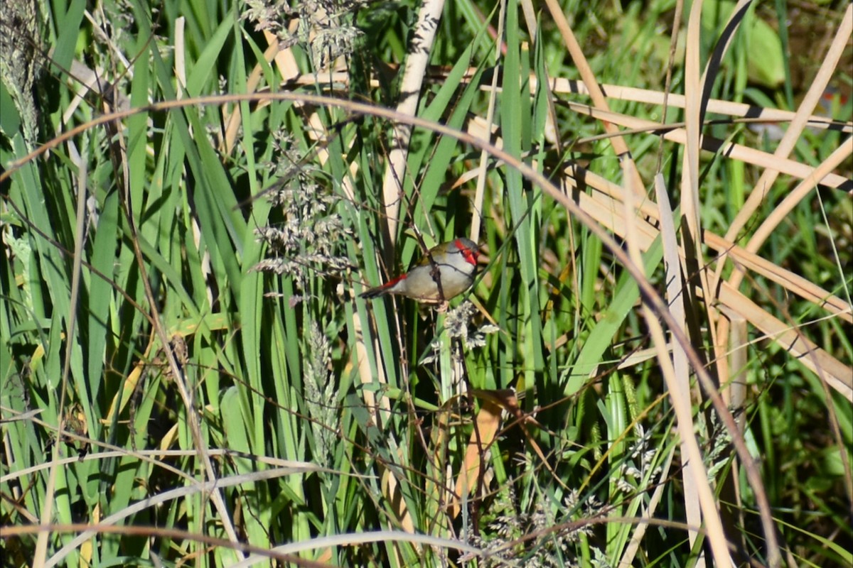 Red-browed Firetail - ML643935122