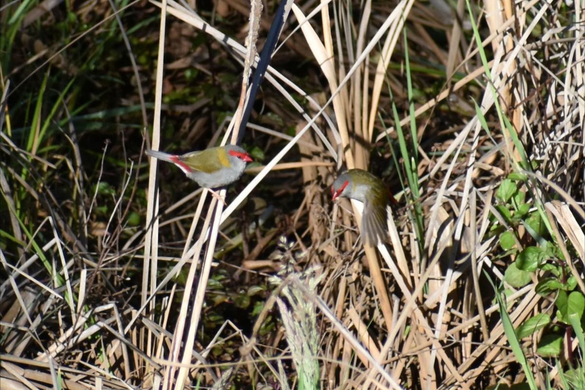 Red-browed Firetail - ML643935123