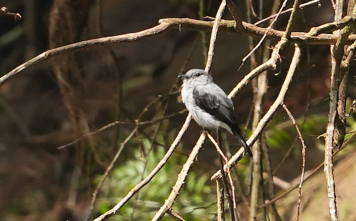 Cassin's Flycatcher - ML643935124
