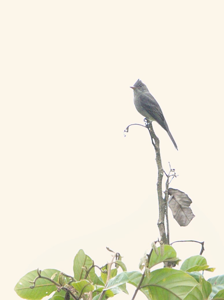 ハイイロヒタキモドキ - ML643935125