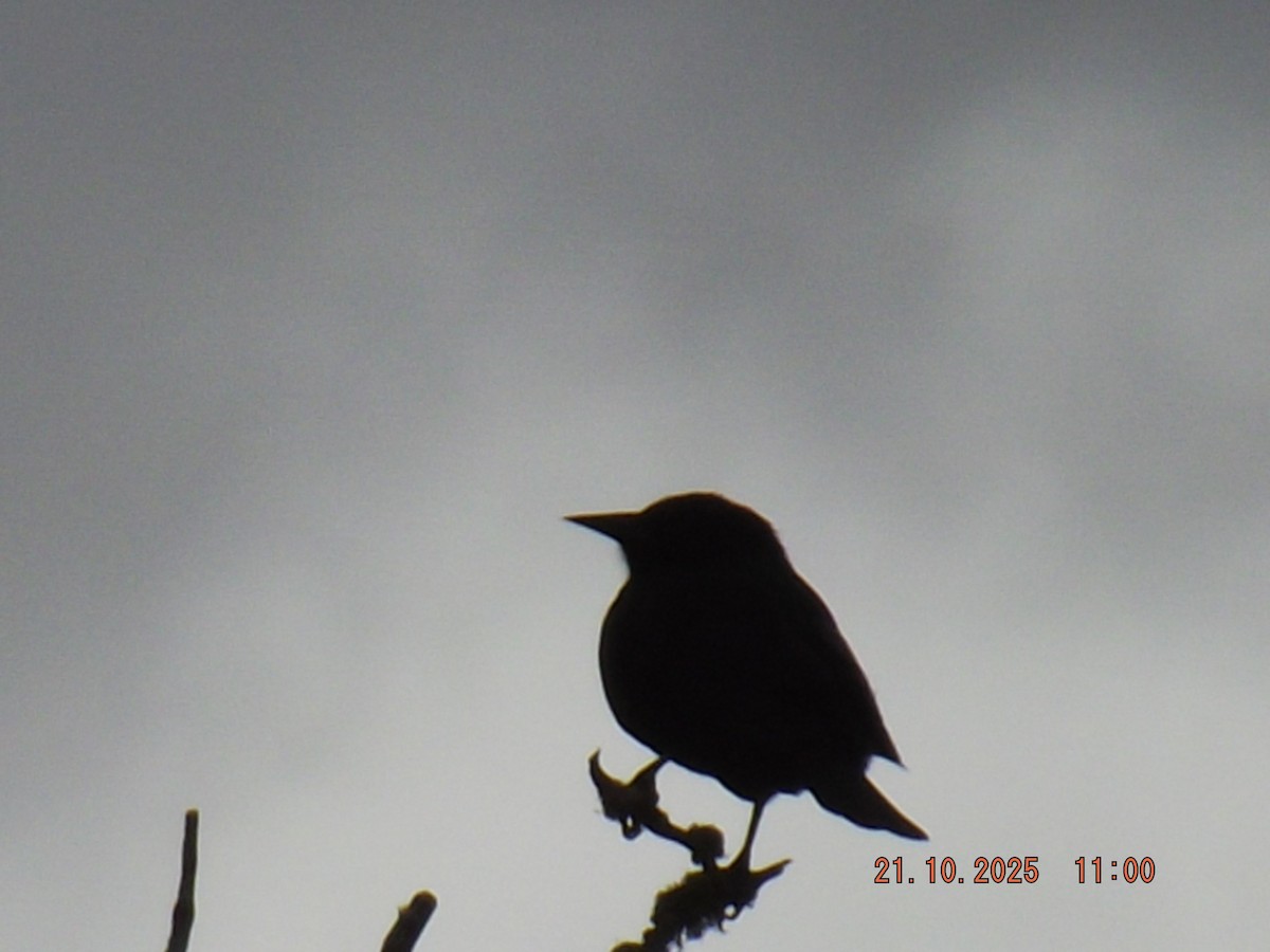 Austral Blackbird - ML643935139