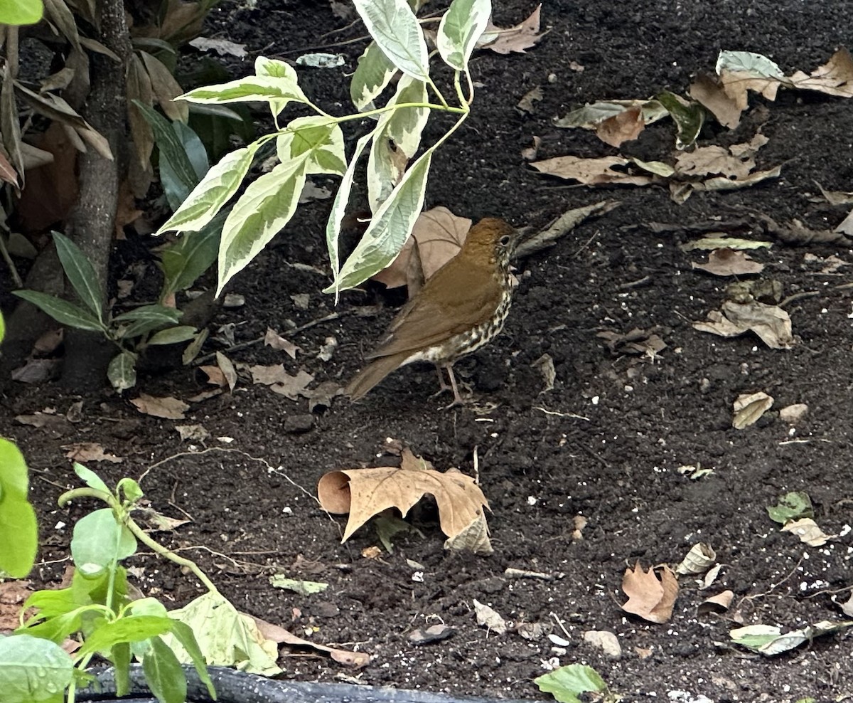 Wood Thrush - ML643935159