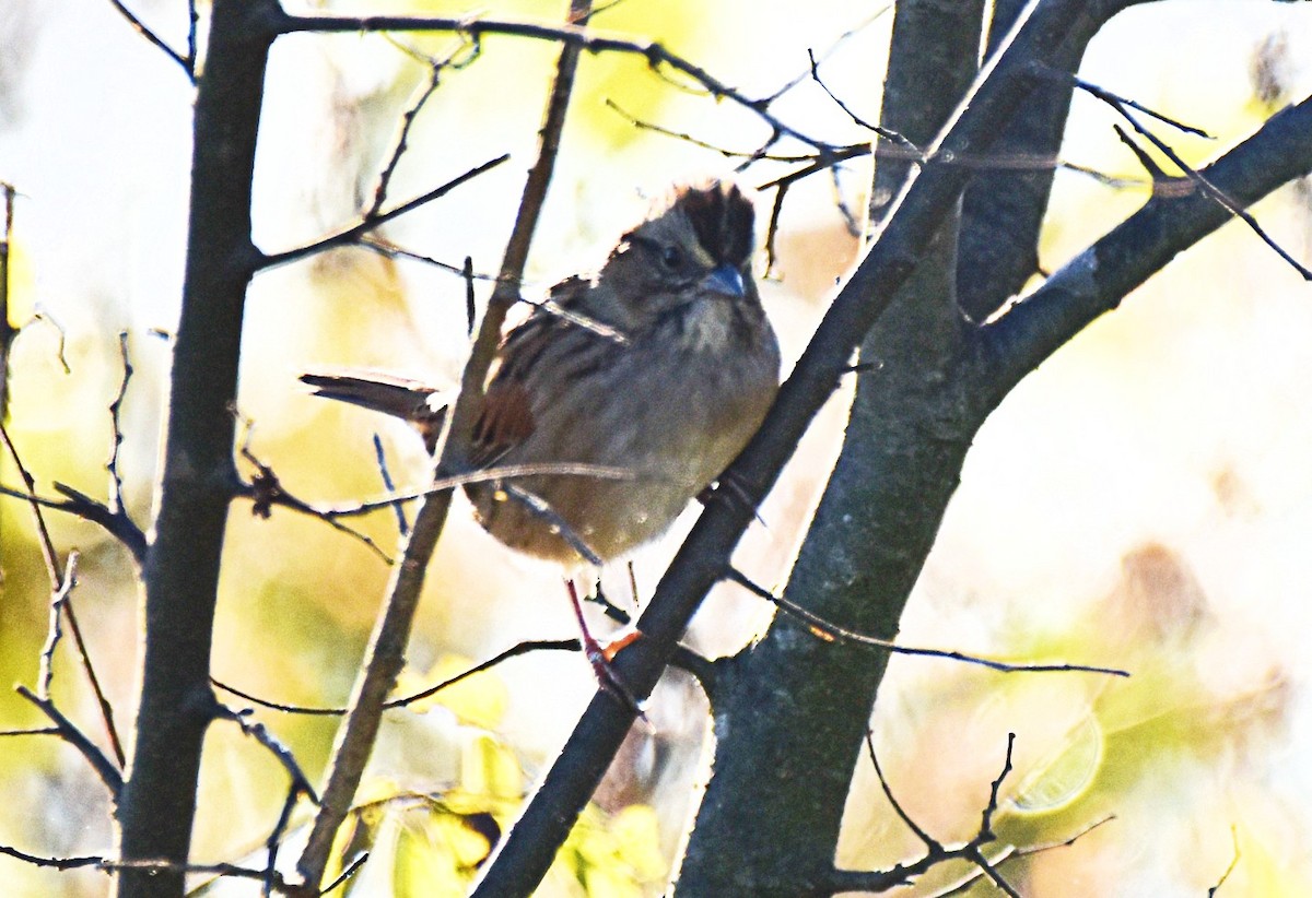 Swamp Sparrow - ML643935167