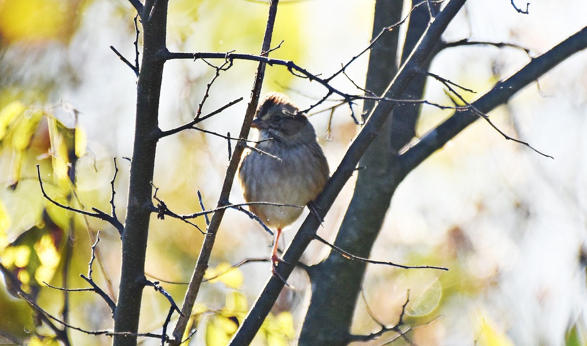 Swamp Sparrow - ML643935168