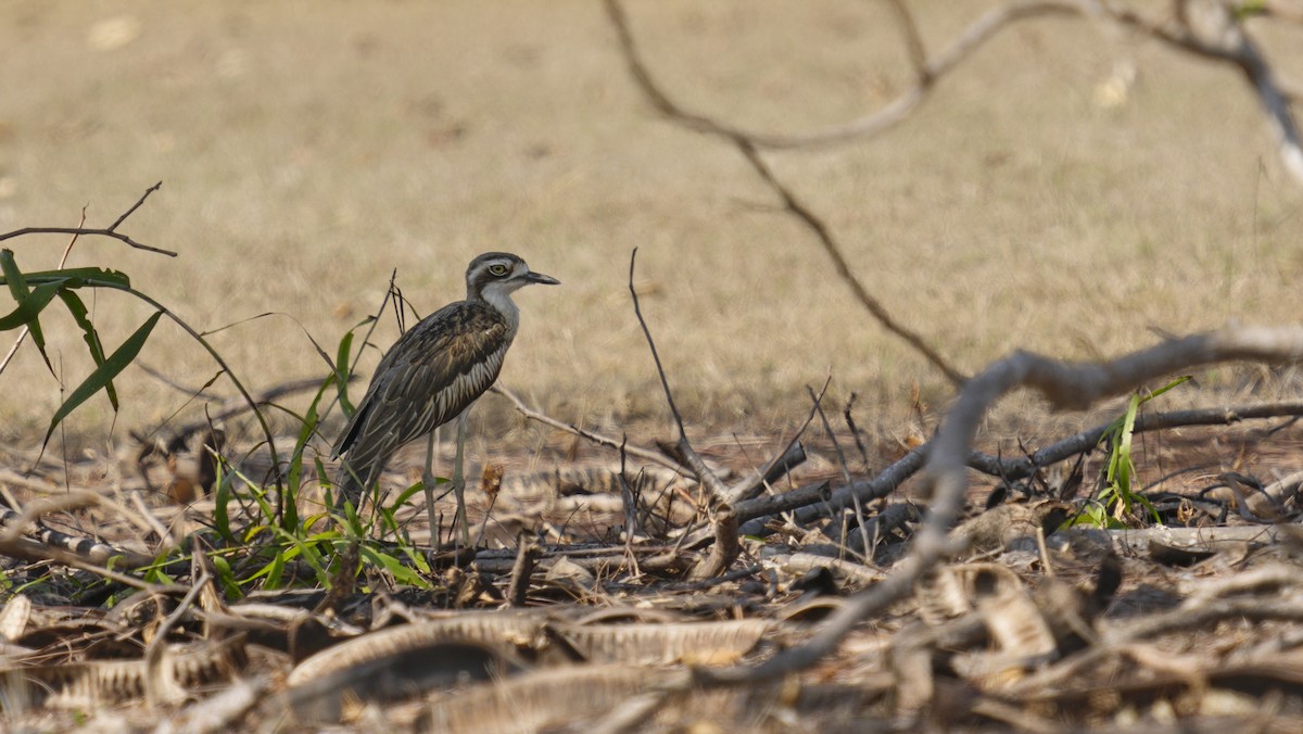 Bush Thick-knee - ML643935169