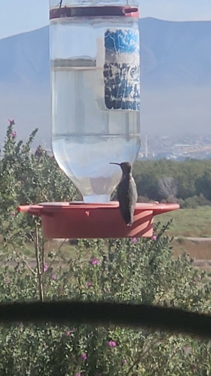 Black-chinned Hummingbird - ML643935182