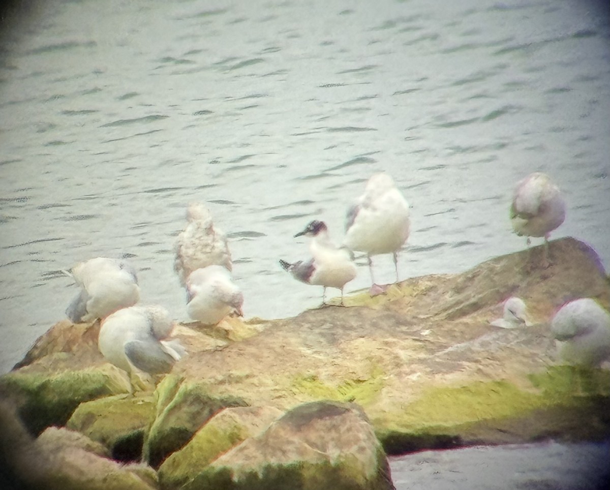Franklin's Gull - ML643935184