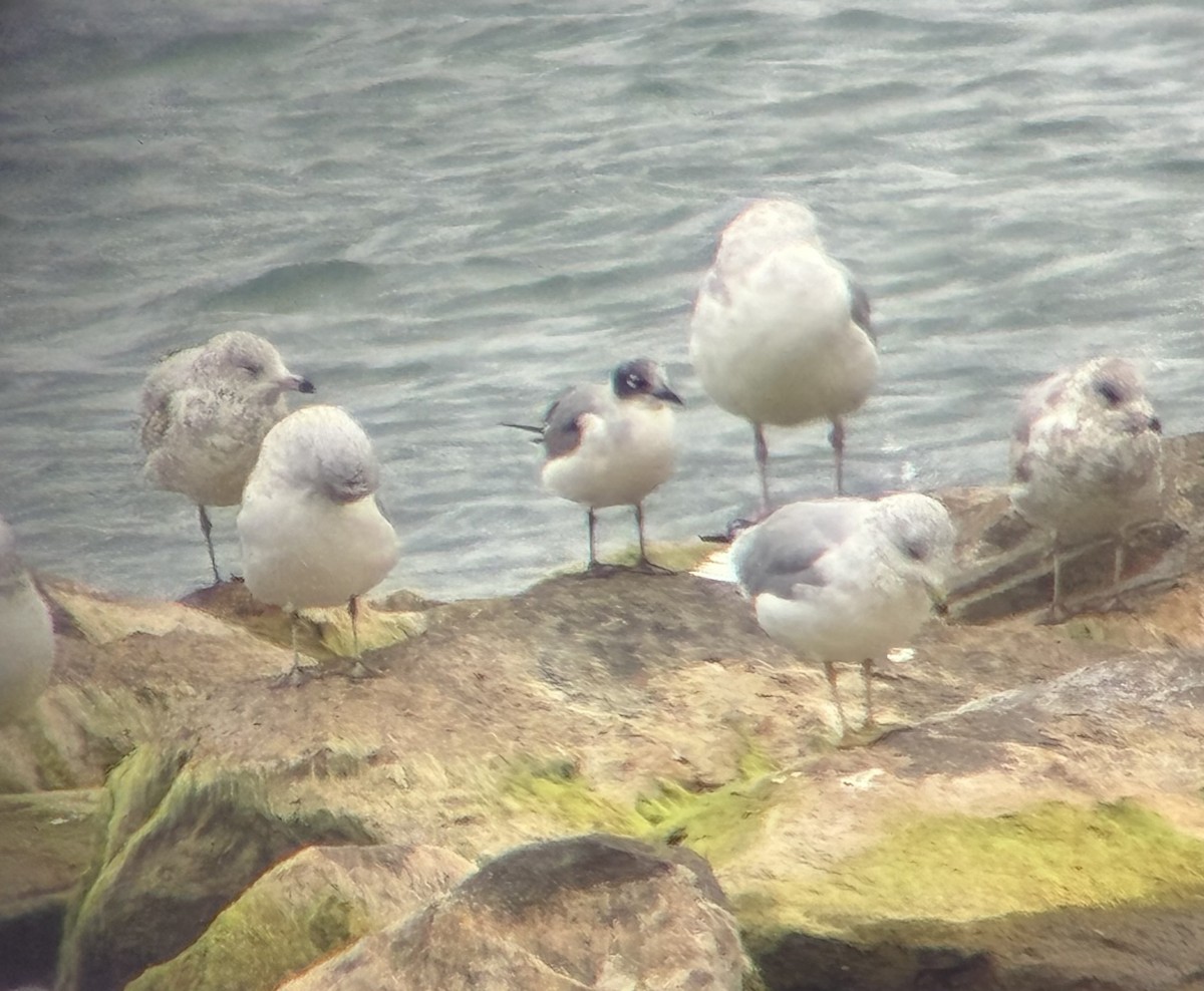 Franklin's Gull - ML643935185